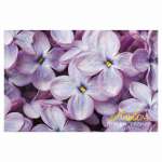 Альбом для рис. А4 40л карт.мел. ЭКСМО "Сирень" блок-офсет 110г/м   /А402458             *345745