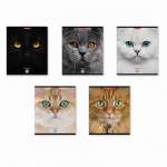 Тетрадь  96л кл. ПОЛИГРАФИКА "Cats.MIX-PACK"   /58406               *345478