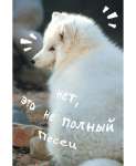 Зап. книжка А6  80л ЭКСМО тв.обл. "Песец"   /КЗ6804065           *364370