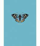 Зап. книжка А6  64л ЭКСМО тв.обл.,выб.лак.,блест. "Бабочка"   /КЗБ6644083          *353377